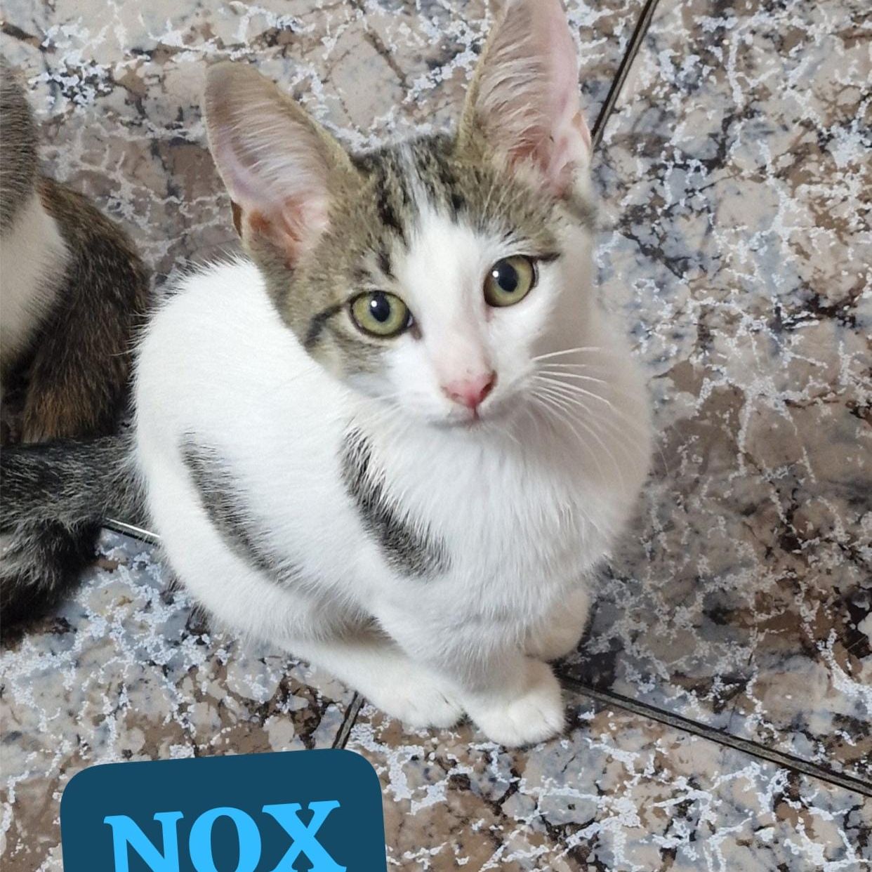 Nox
