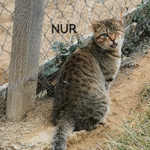Nur  - Cat - 11pets: Adopt