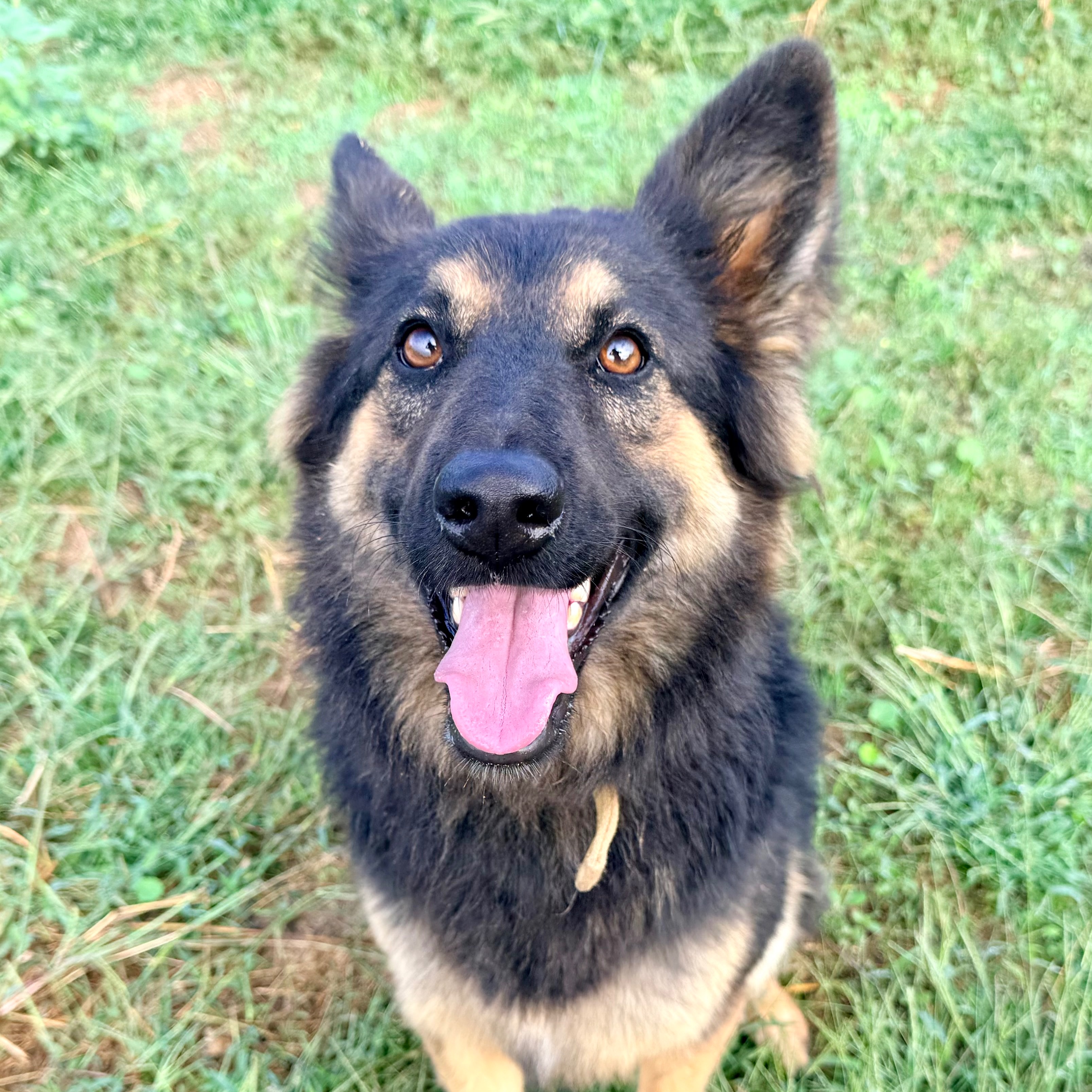 Mulan