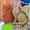 ISABEL
