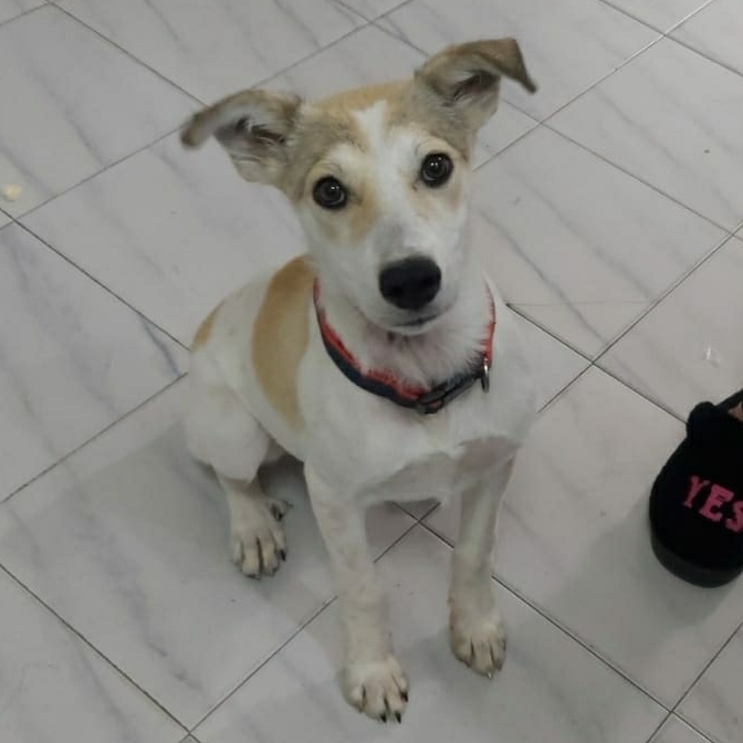 ג׳אריס/צ׳ופה