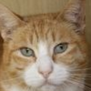 Tris - Cat - 11pets: Adopt