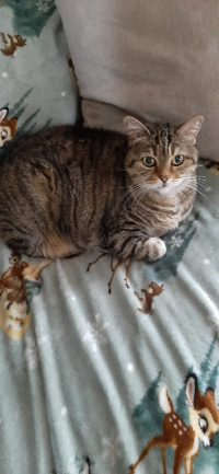 ILSA
