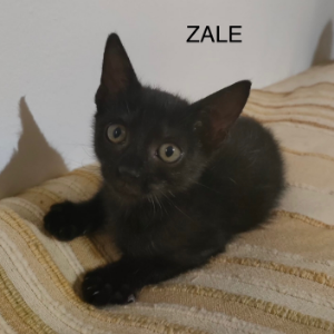 Zale - Cat - 11pets: Adopt