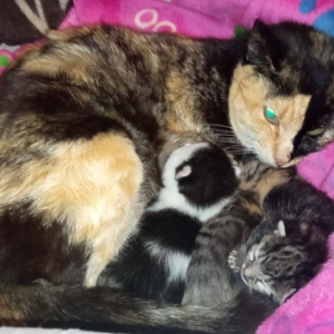 Risha - Cat - 11pets: Adopt
