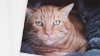 ALVOCAT