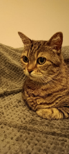 ILSA