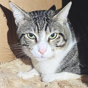 TOTORO - Cat - 11pets: Adopt