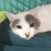NEI ARA NEKO