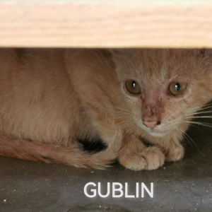 Gublin - Cat - 11pets: Adopt