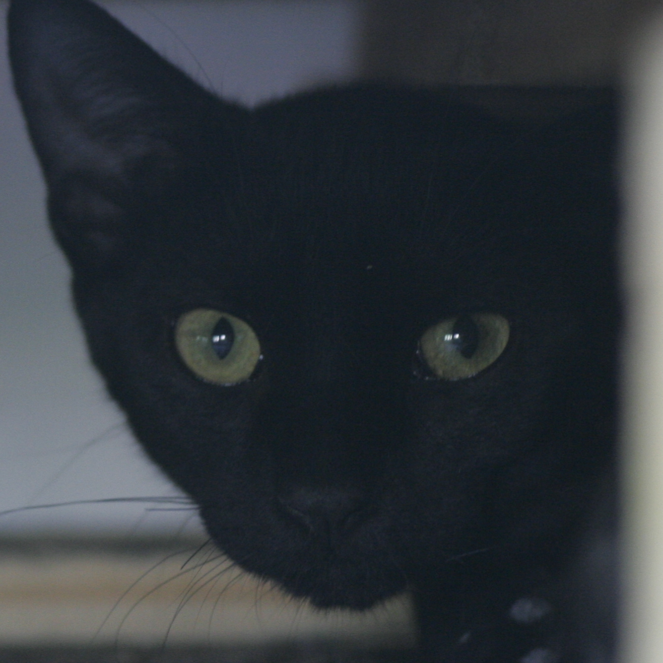 TUS. CS EL ACEITUNILLO