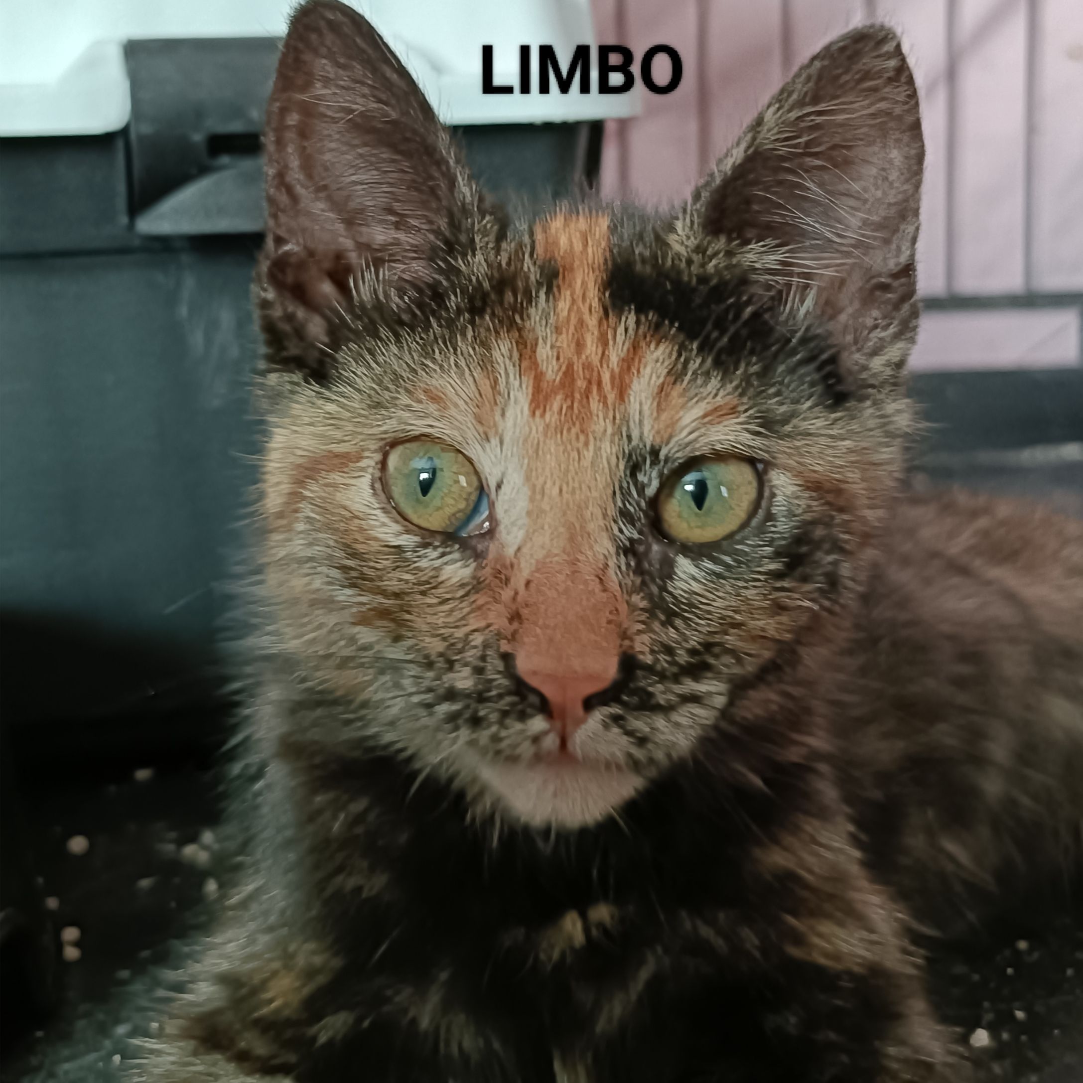 Limbo