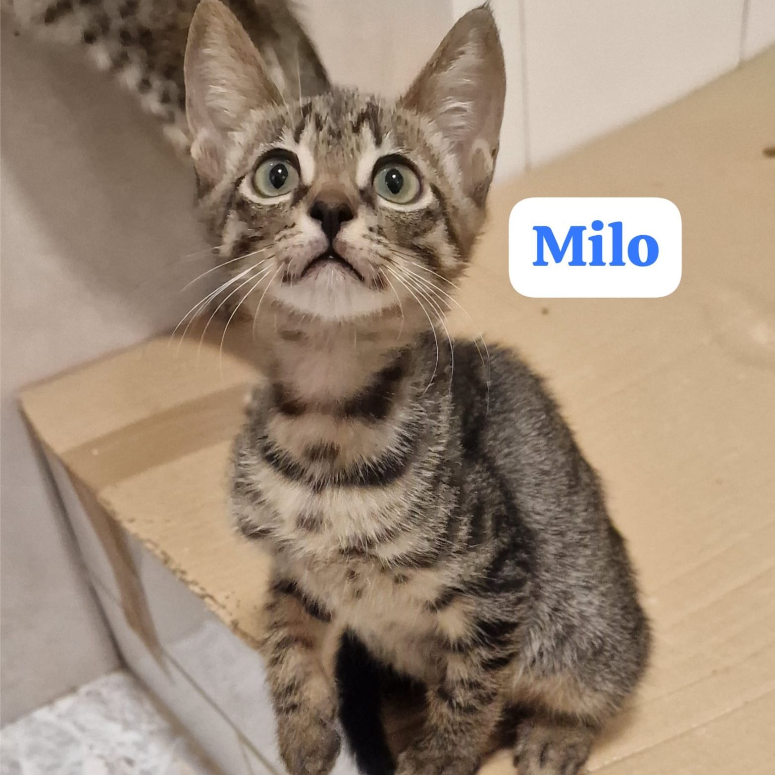 Milo