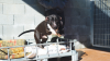 TAYSON
