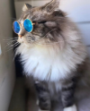 ZEUS