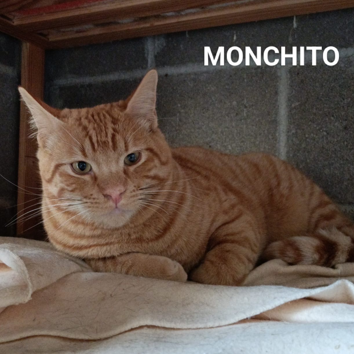 Monchito