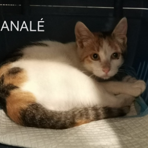 Analé  - Cat - 11pets: Adopt