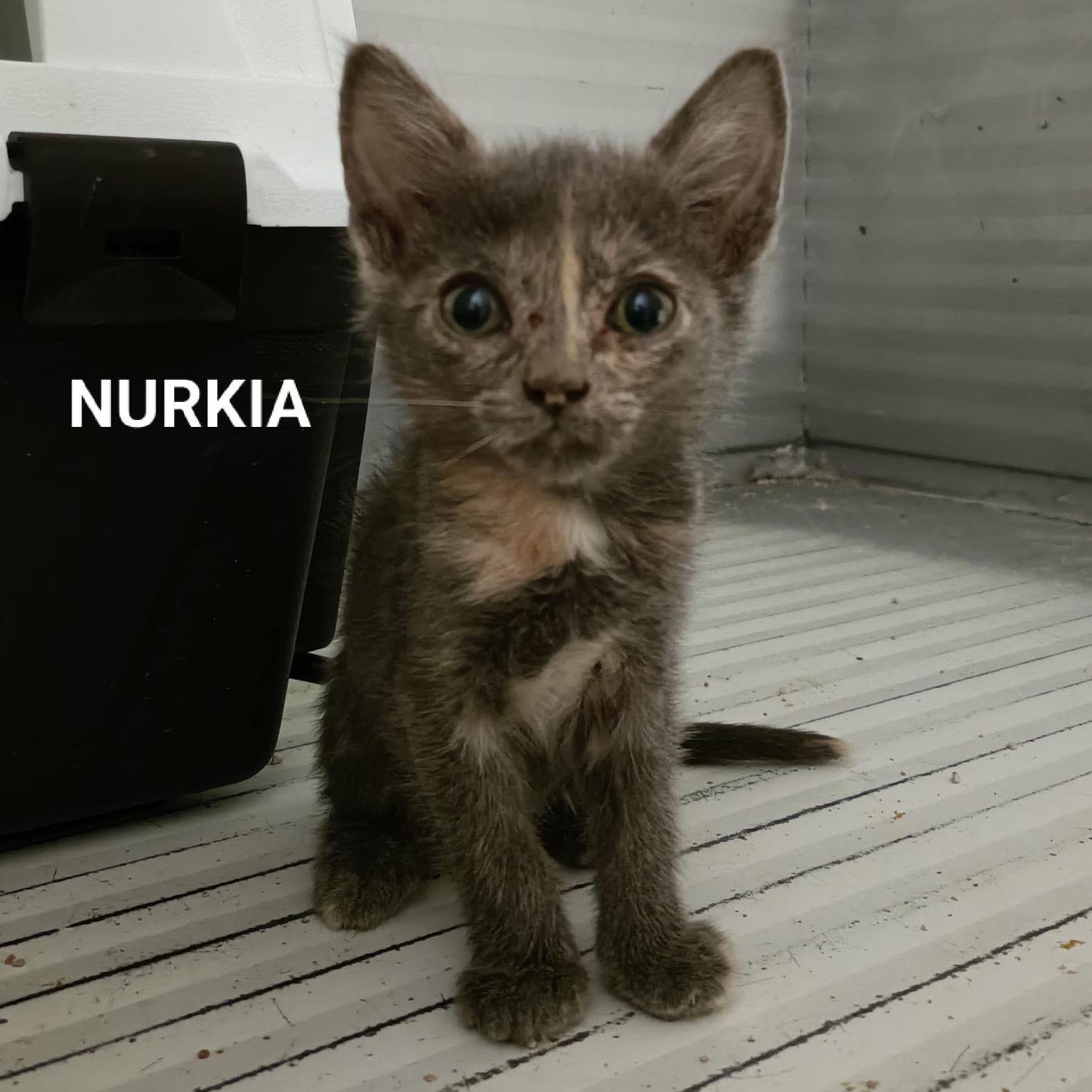 Nurkia