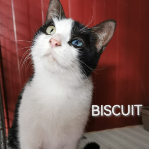 Biscuit - Cat - 11pets: Adopt