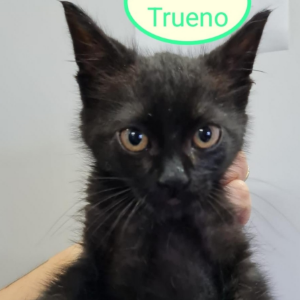 Trueno - Cat - 11pets: Adopt