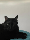 INDI