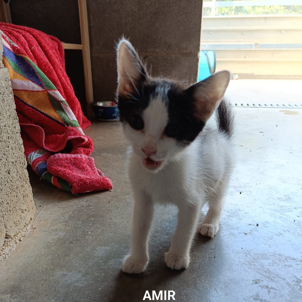 Amir