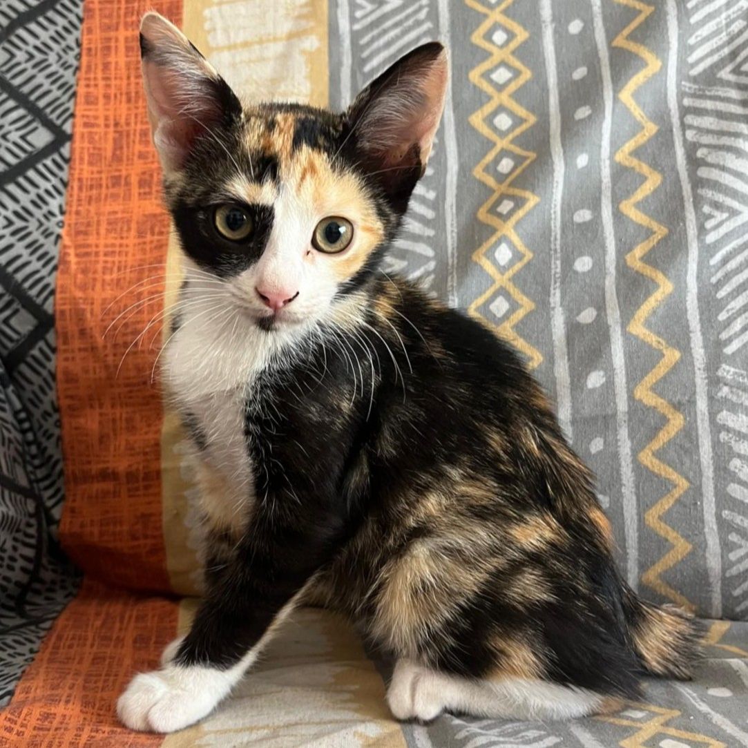 Yuki