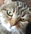 ILSA