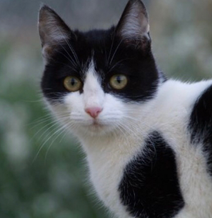 Milka  - Cat - 11pets: Adopt