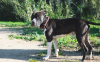 BALOO