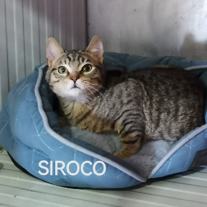 Siroco - Cat - 11pets: Adopt
