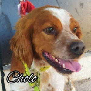 Cholo - Dog - 11pets: Adopt