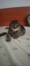 ILSA