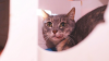 PETITA