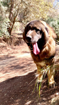 Sandor