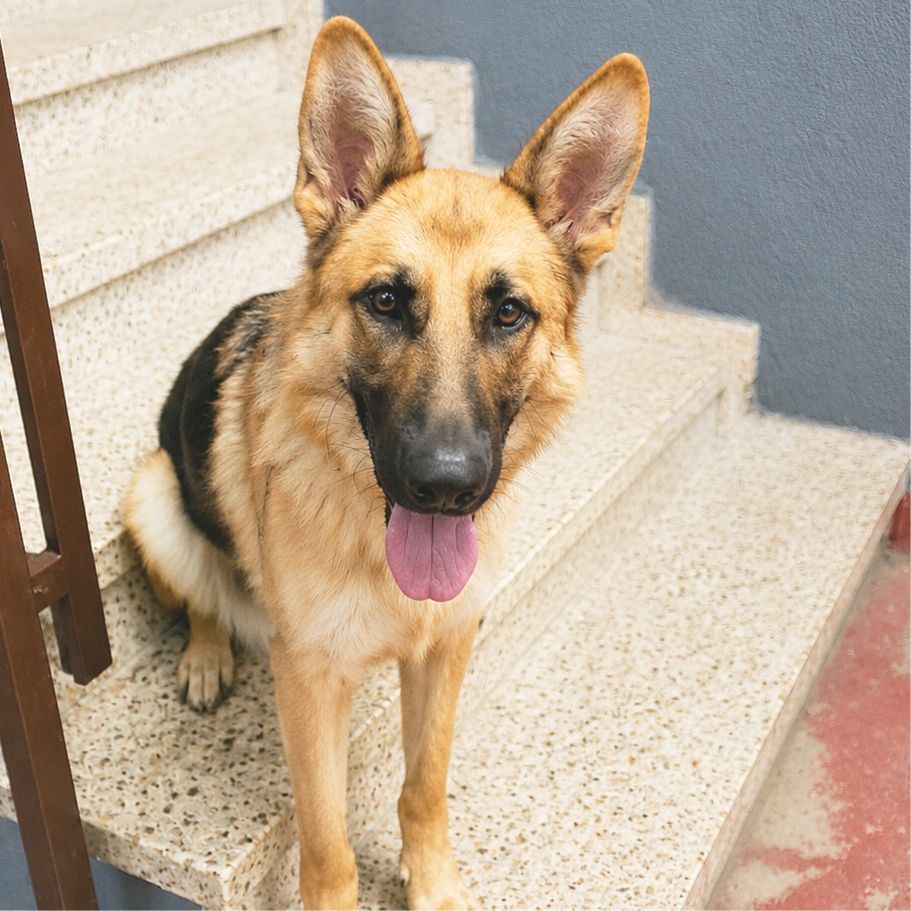 DANKA