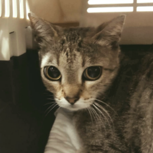 MOLLETA - Cat - 11pets: Adopt