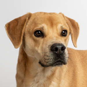 Troy - Dog - 11pets: Adopt