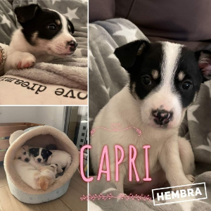 CAPRI - Dog - 11pets: Adopt