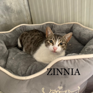 Zinnia  - Cat - 11pets: Adopt