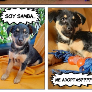 SAMBA - Dog - 11pets: Adopt