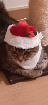 ILSA