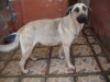 Sacha