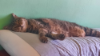 ILSA