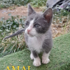 Amal