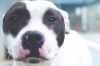 ARES