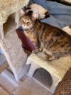 Cinnamon