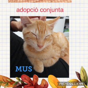 Mus  - Cat - 11pets: Adopt