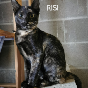 Risi  - Cat - 11pets: Adopt