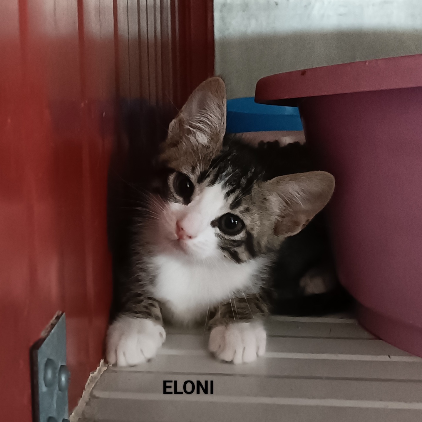 Eloni